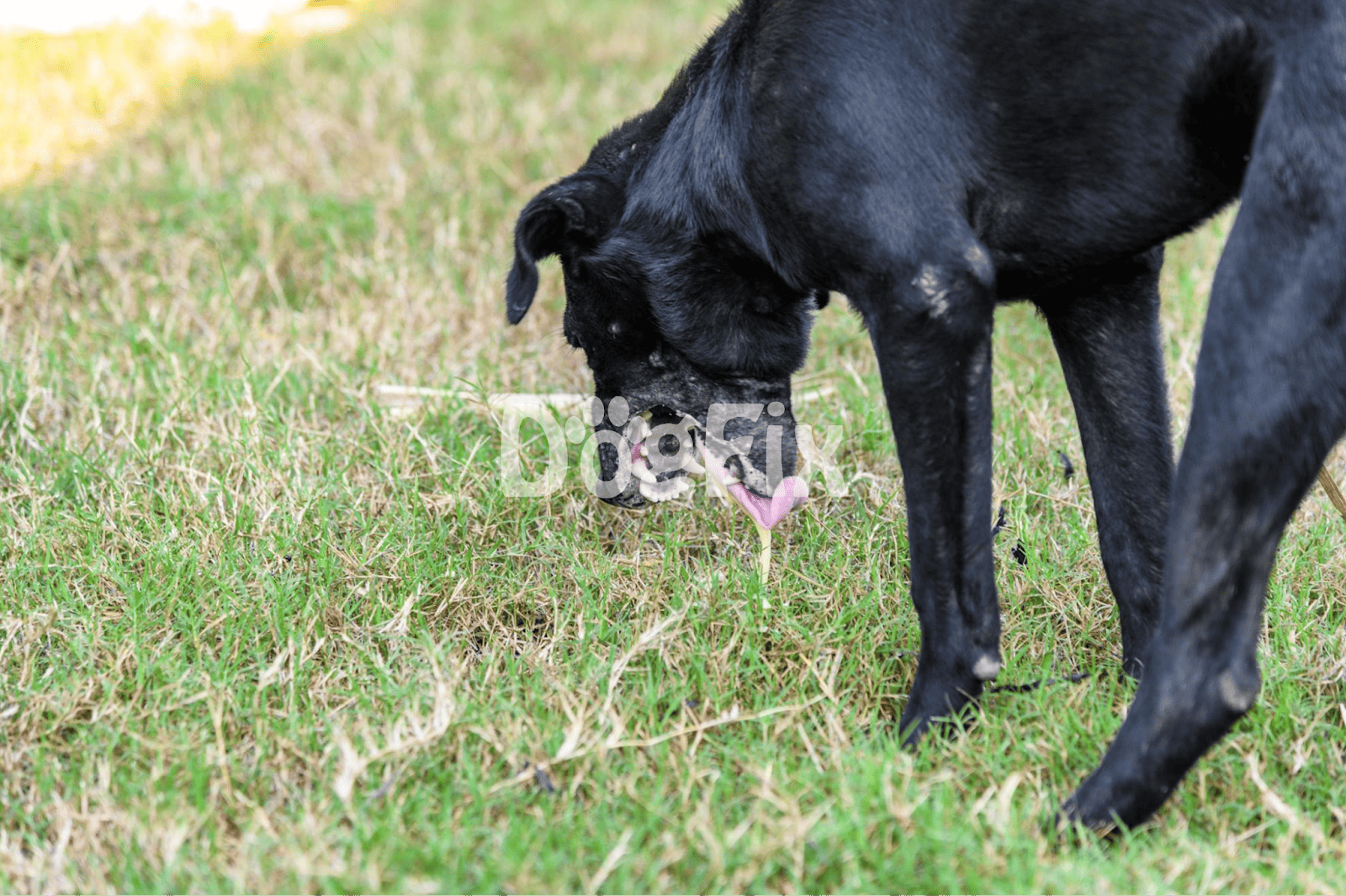 Cute black dog sniffing a pink heart-shaped flower in the grass. Perfect for pet lovers and dog care articles.