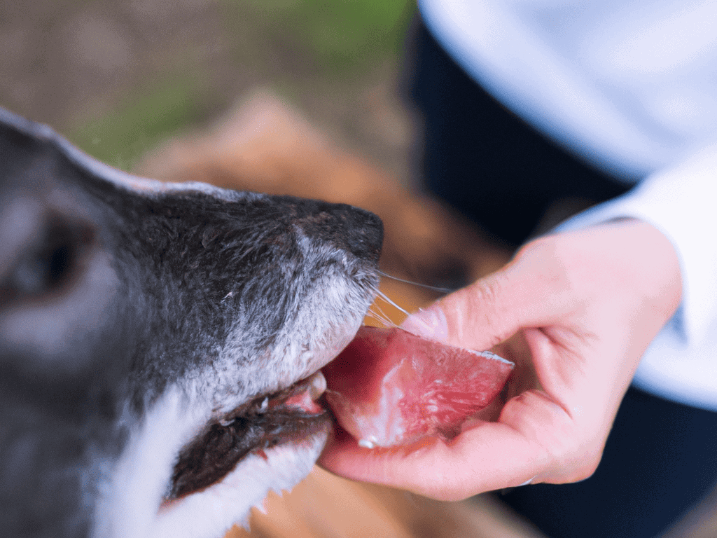 Close-up of a dog licking a piece of raw meat offered by a person, emphasizing dog care and nutrition.