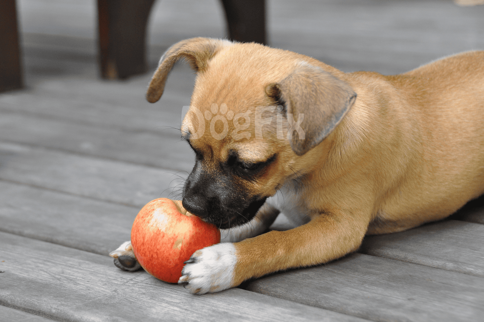 Dog with an apple, outdoors on a wooden deck, enjoying a healthy snack.