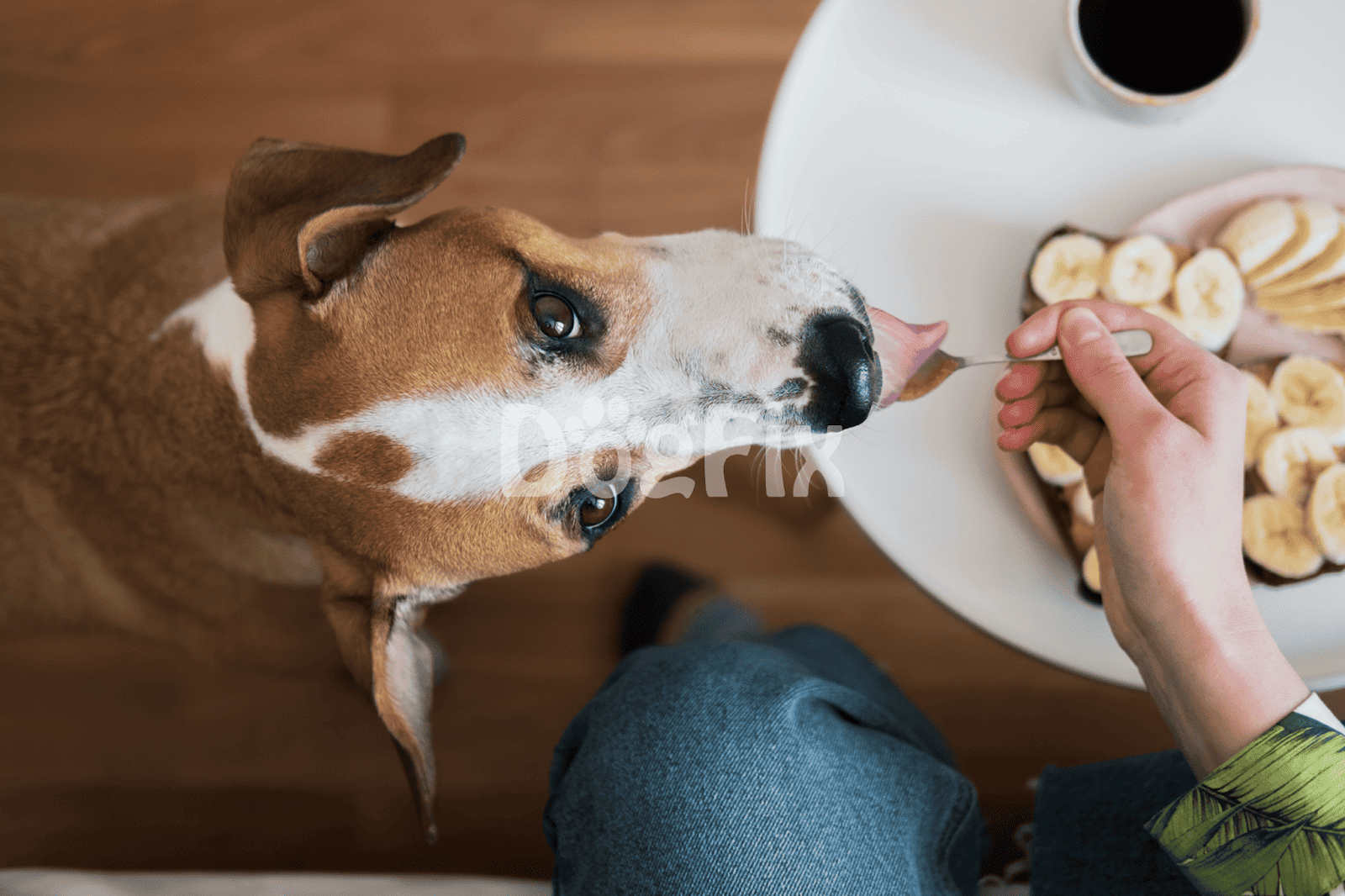 Dog eating banana for a healthy snack.