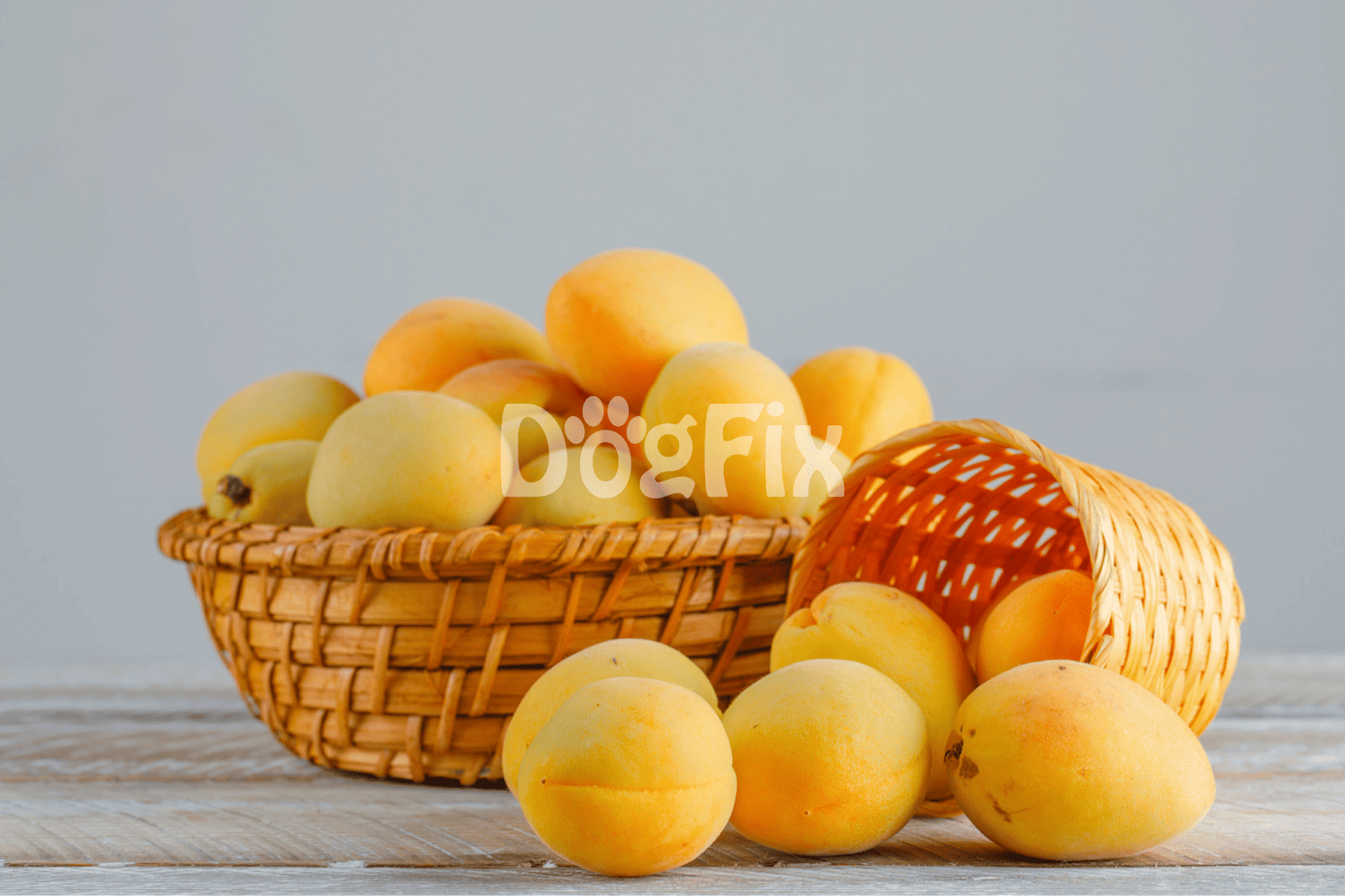 Bright close-up of ripe apricots in a basket, promoting healthy dog treats and nutrition options.