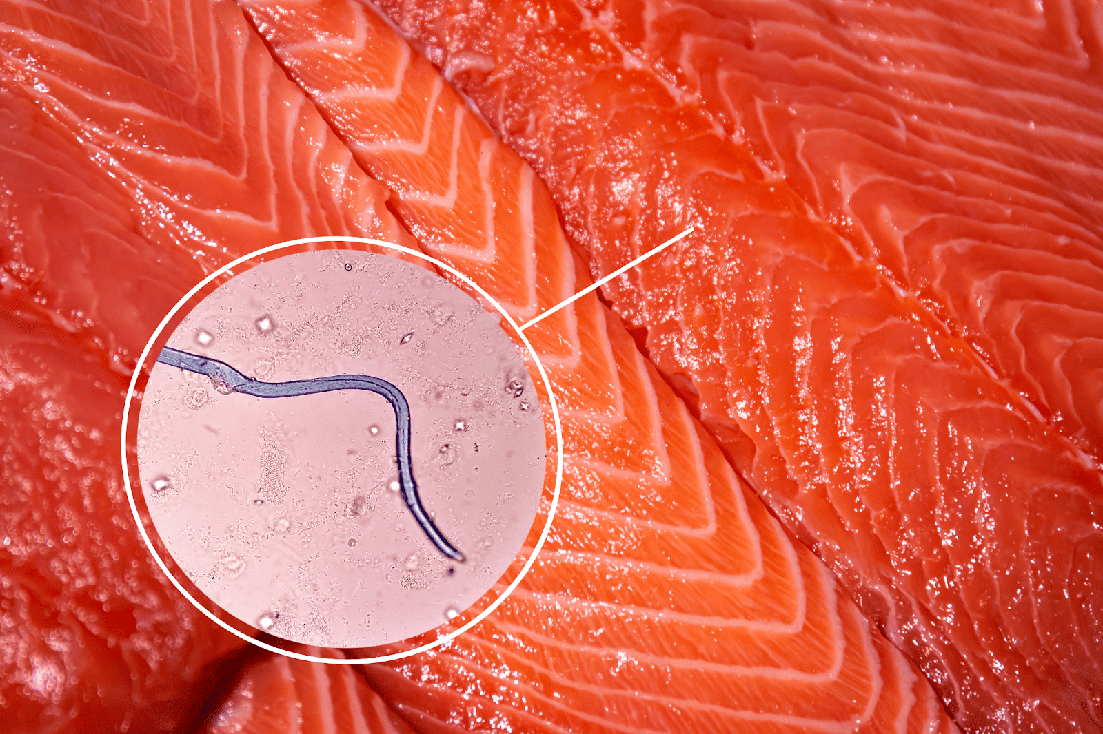 Fresh salmon fish cut with microchip and micro-needle, highlighting innovative technology in seafood sourcing.