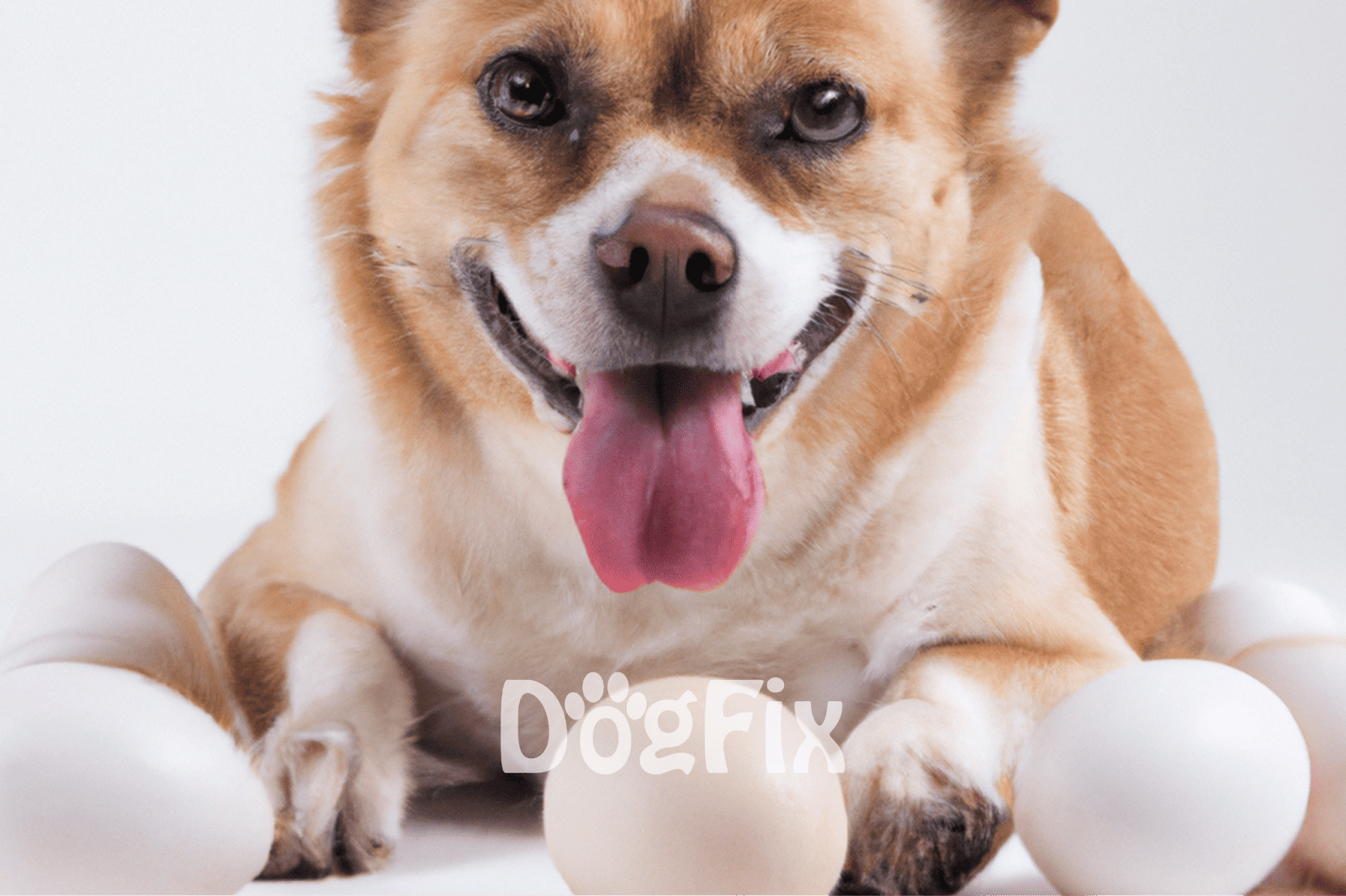 Adorable dog with white eggs, happy and playful, promoting dog care and pet health services.