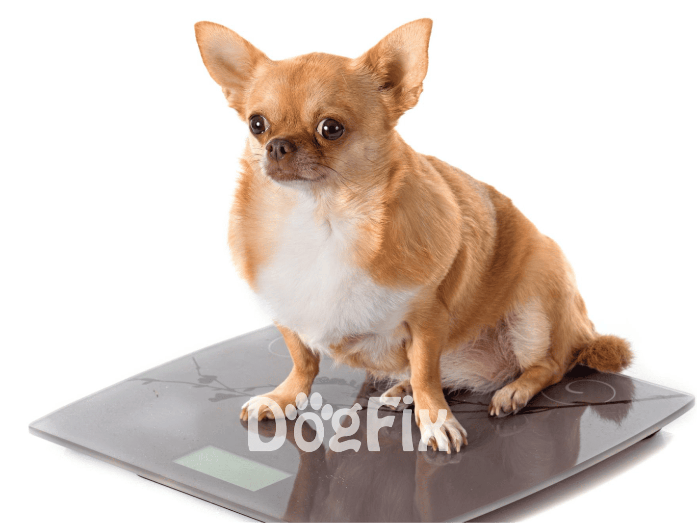 Small dog sitting on a digital pet scale.