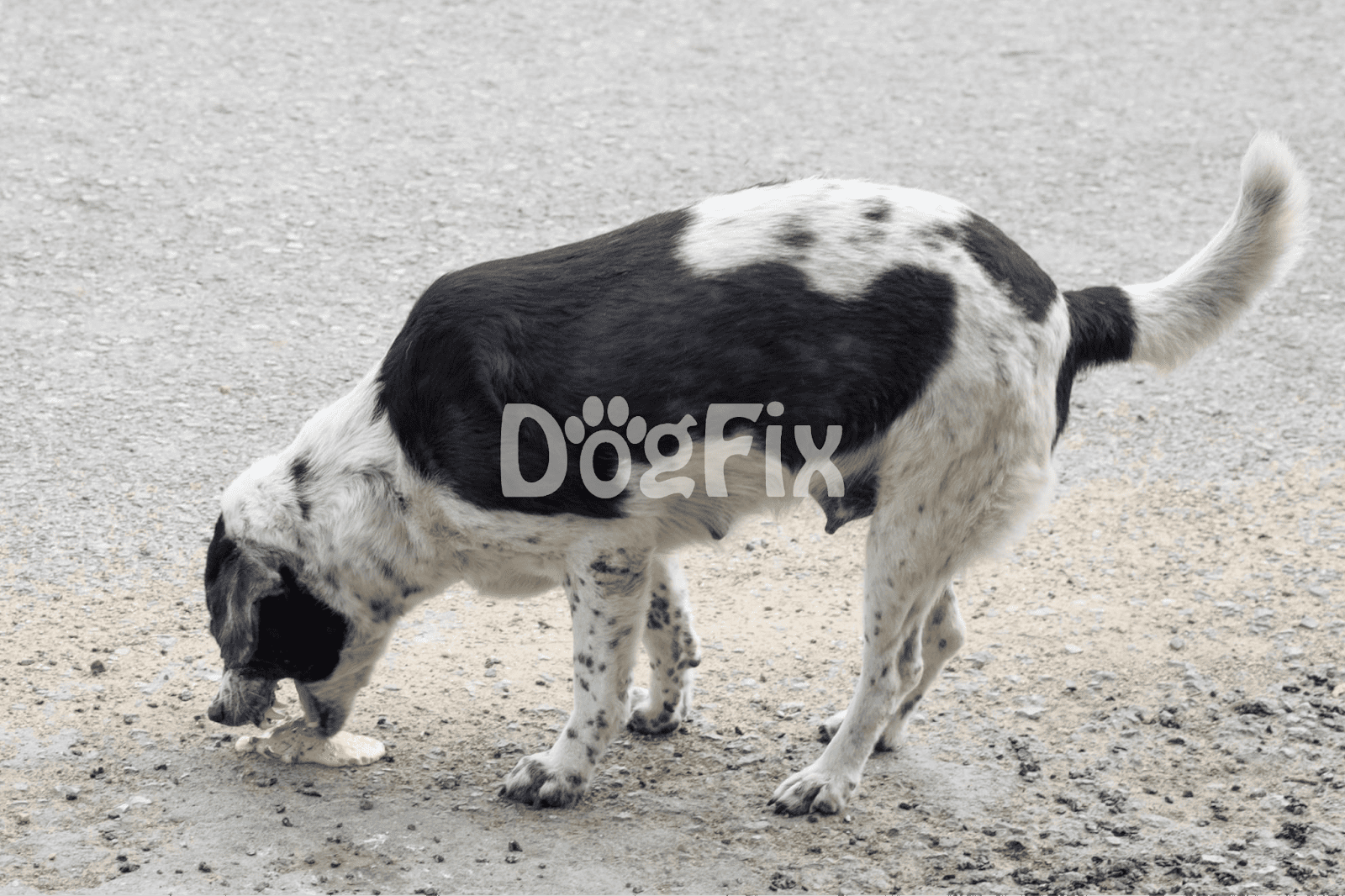 Adorable black and white dog sniffing ground outdoors.