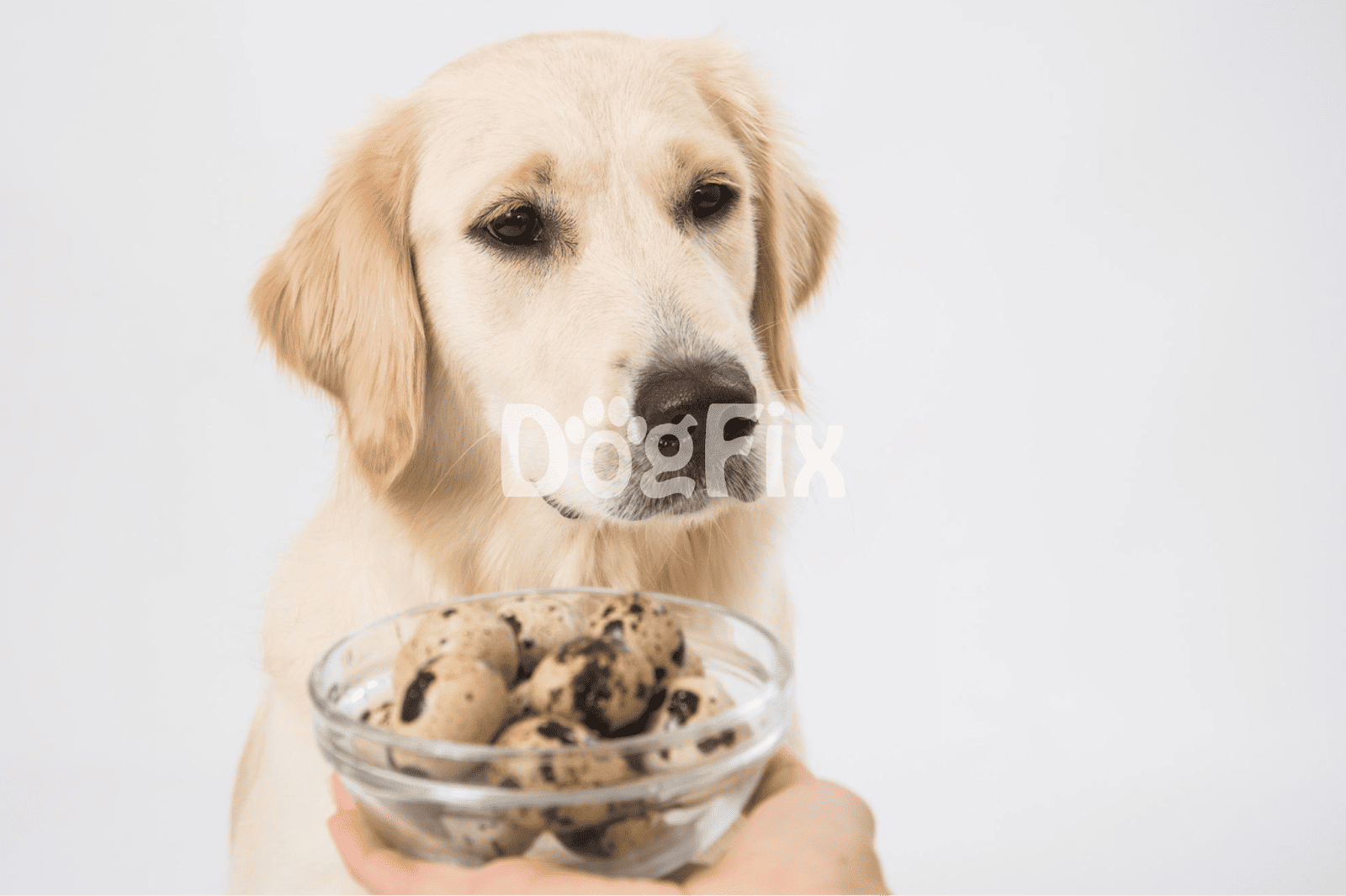 Golden retriever puppy holding a bowl of cookies or dog treats, promoting healthy pet snacks from Dogfix.com.