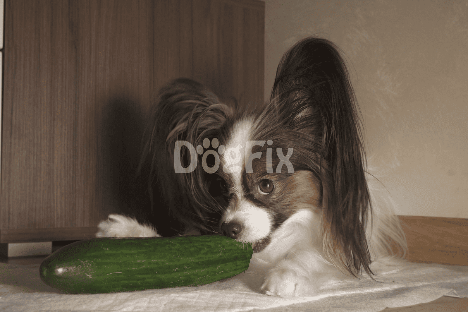 Cute dog playing with fresh cucumber at home.