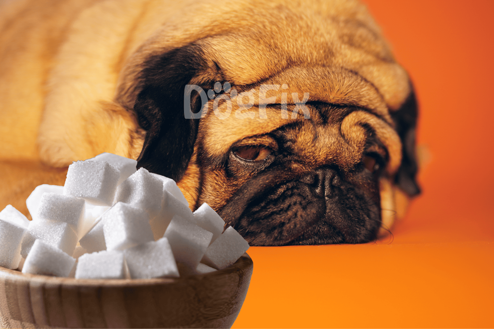 Cute sleeping dog with sugar cubes, cozy and adorable pet resting peacefully.