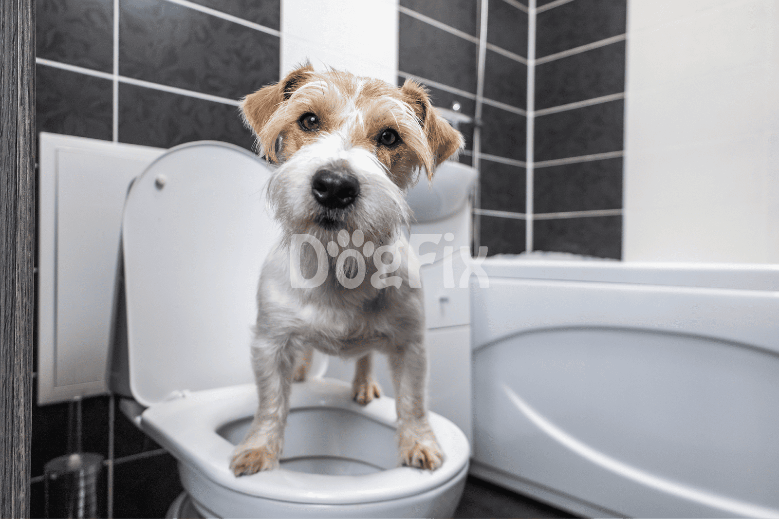 Cute dog standing on toilet seat, indoor pet grooming and hygiene, small breed dog in bathroom setting, cleaning and health care for dogs.