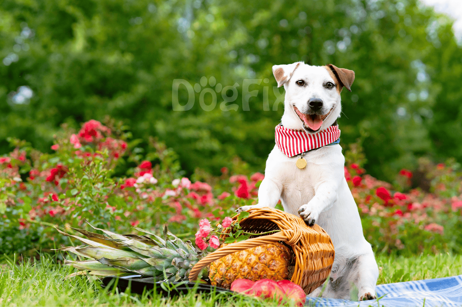Cute dog with pineapple and fruits in a park setting.