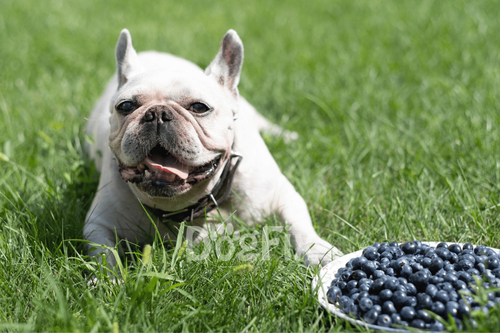 Dog enjoying fresh blueberries outdoors on green grass.