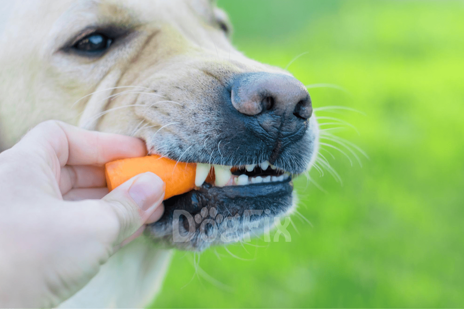 Close-up of a dog eating a carrot, emphasizing healthy pet care and nutrition.