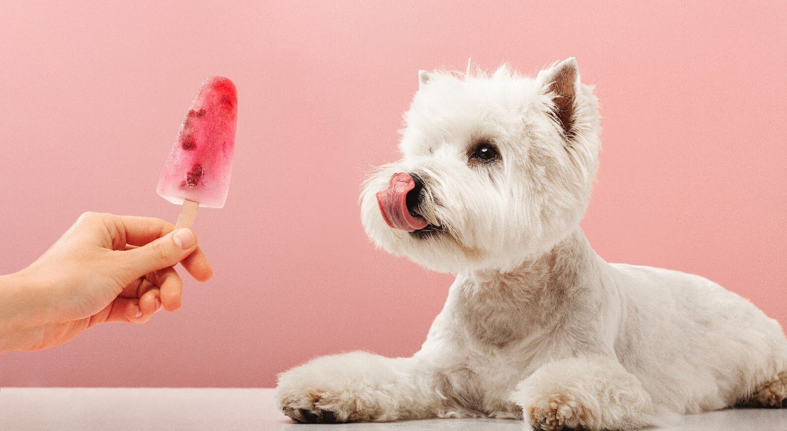 Adorable white fluffy dog with tongue out, waiting for a treat, on a pink backdrop.