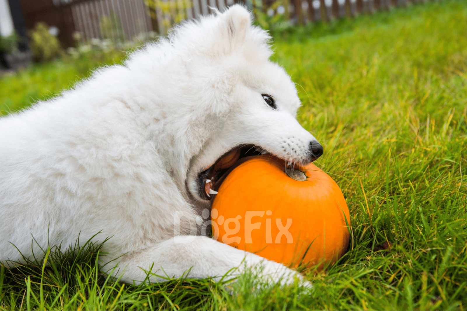 Adorable puppy biting pumpkin during autumn outdoors.