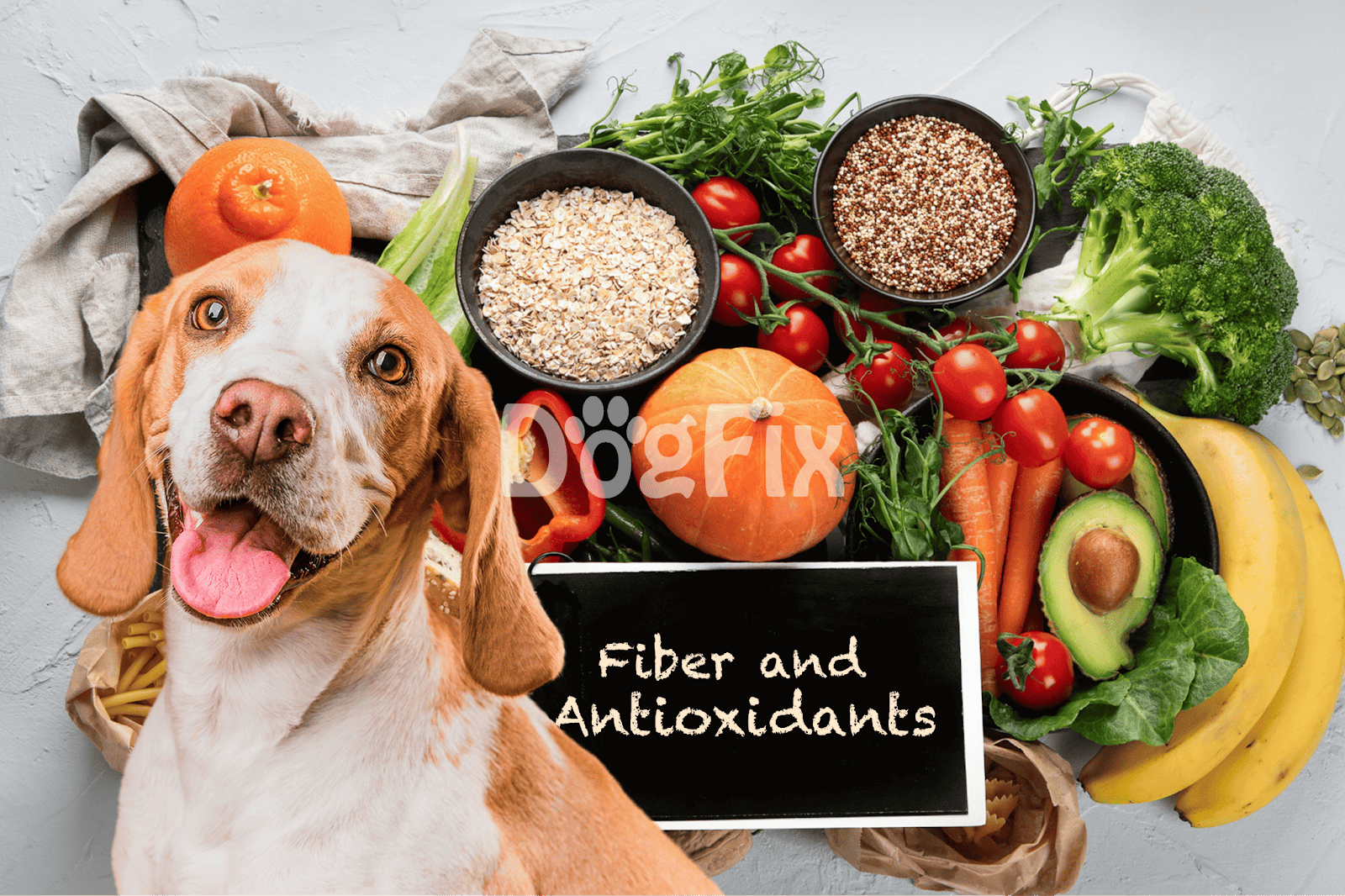 Healthy dog food with fresh produce, fiber, and antioxidants for optimal canine nutrition.