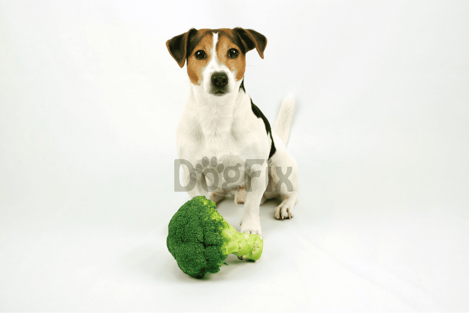 Dog with broccoli, healthy pet food, dog nutrition, and natural dog diet.