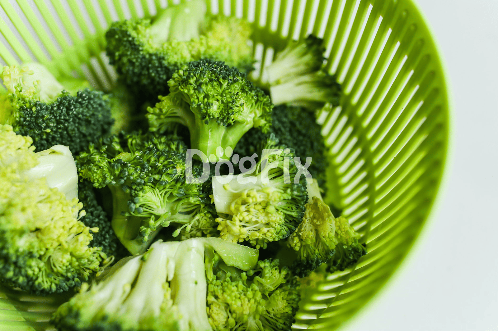 Healthy fresh broccoli for dog nutrition food options.