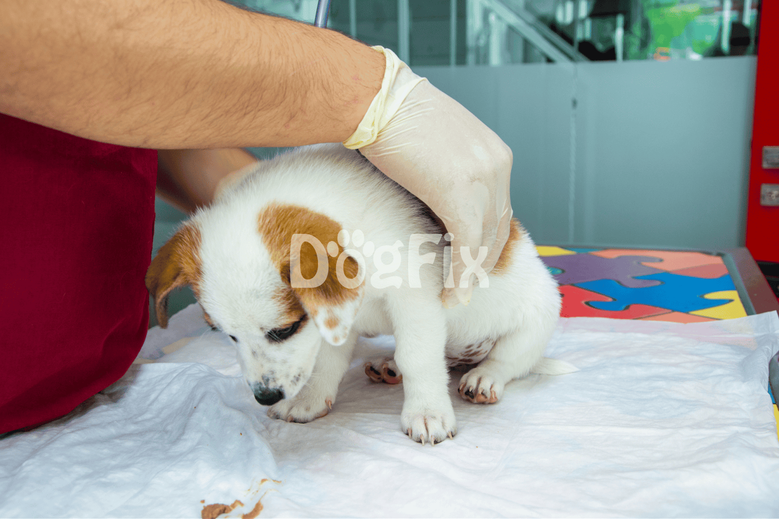 Dog puppy being examined by a veterinarian for health and wellness checkup.