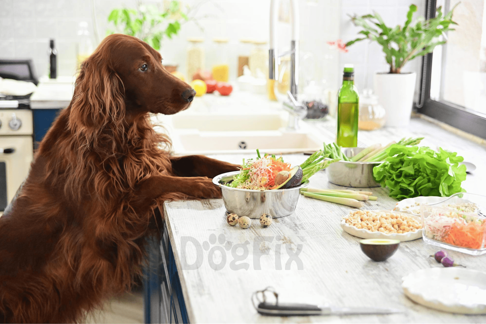Healthy dog food, fresh vegetables, and treats for canine nutrition.
