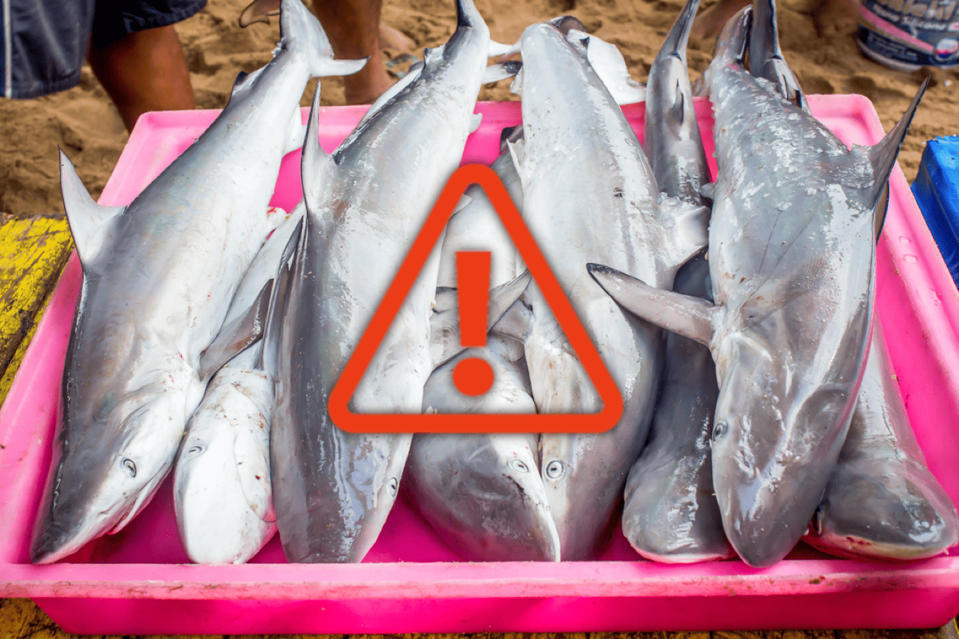 Shark fish for sale at the market, highlighting seafood safety and quality concerns.
