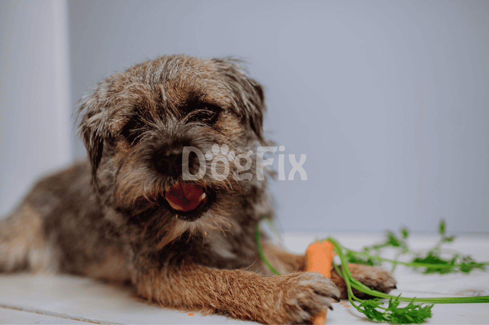 Adorable puppy chewing on a toy, perfect for dog lovers and pet owners seeking playful, healthy dog activity.