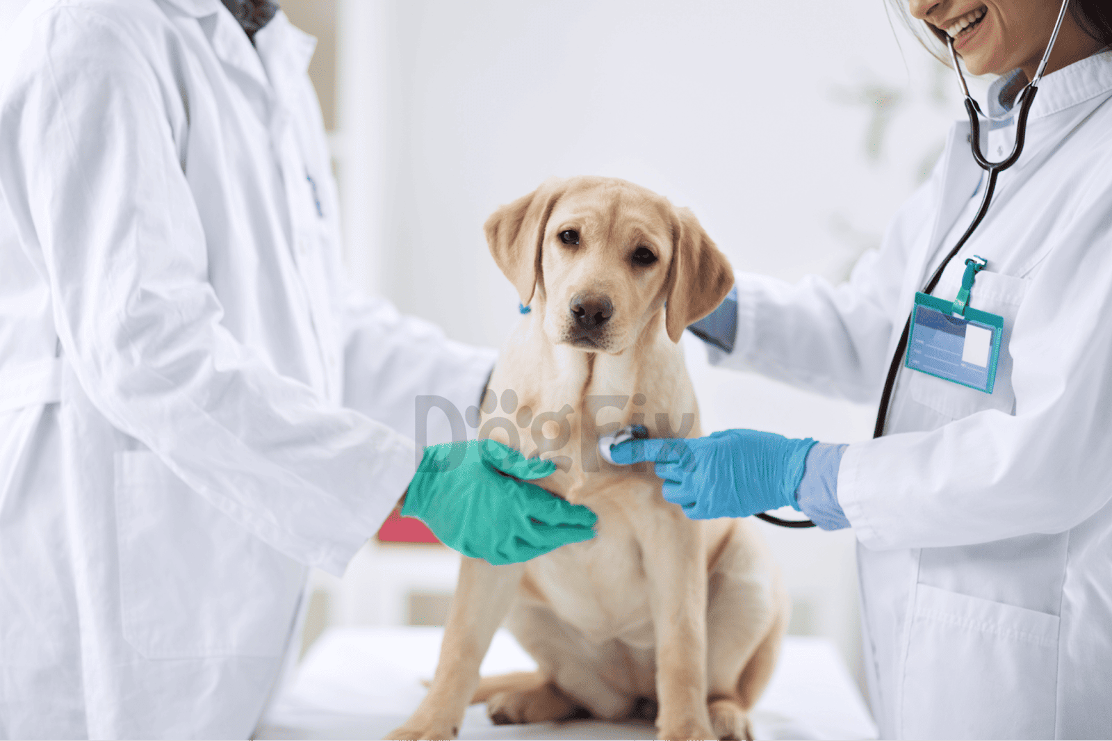 Dog being examined by vets for health checkup.