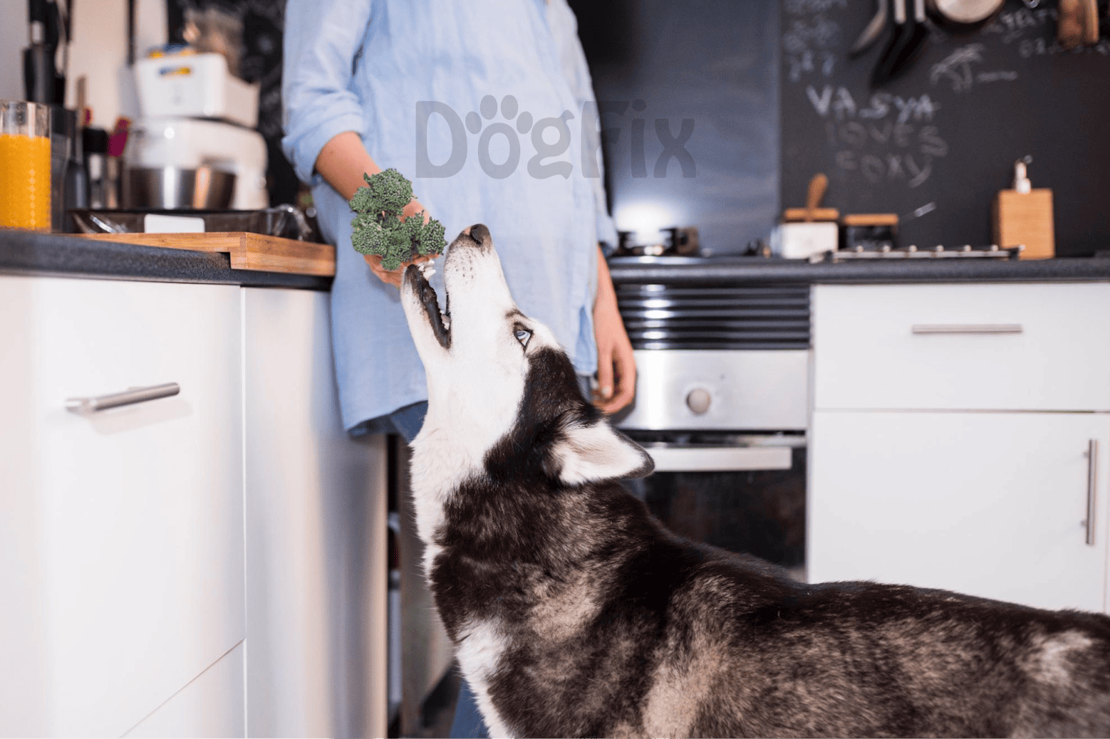 Husky reaching for broccoli in kitchen.