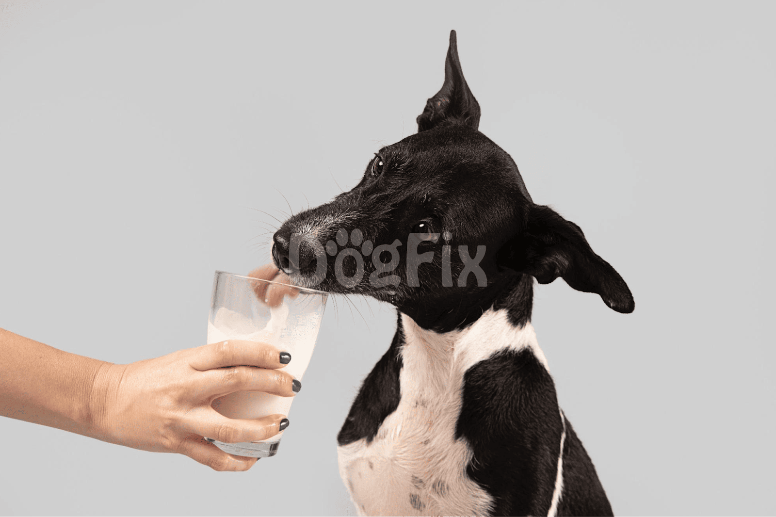 Dog drinking milk from glass, black and white dog, pet care, dog health, dog nutrition, pet wellness, dog lifestyle.