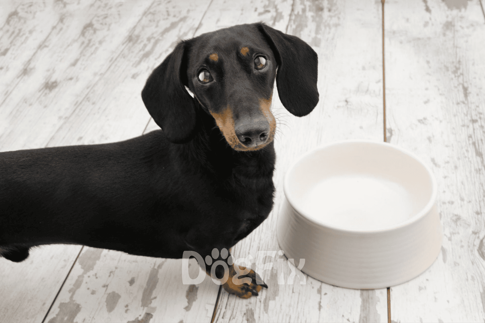 Cute black and tan dachshund dog with food bowl, ideal for pet nutrition and feeding tips.