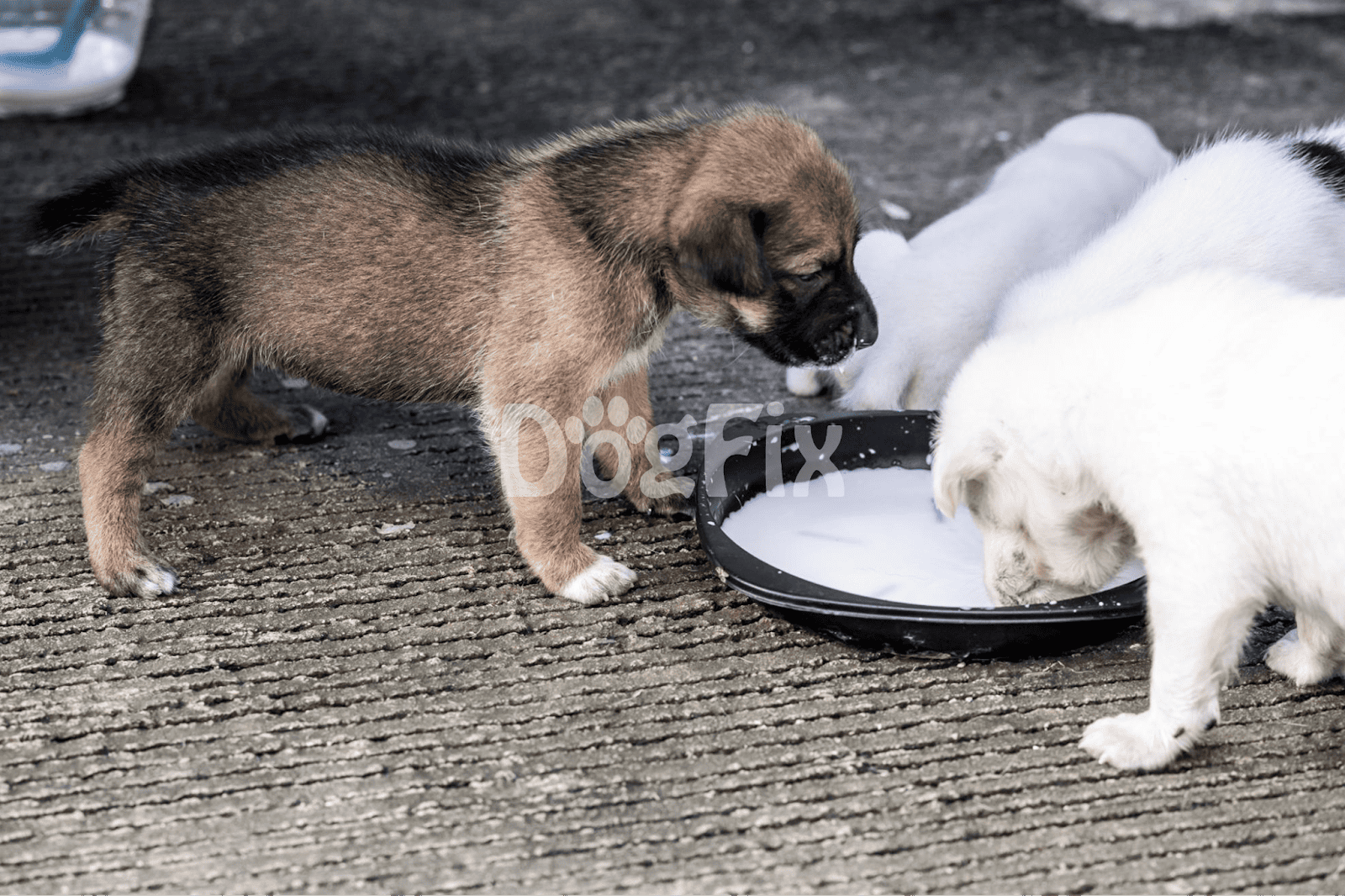 Adorable puppies enjoying milk from a black dish on textured ground. Perfect for pet care and puppy feeding tips.