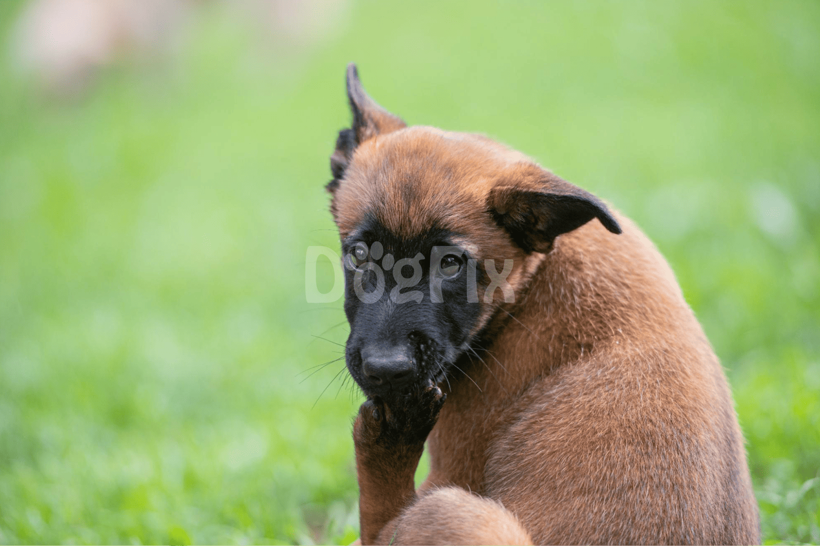 Cute brown puppy licking paw on grass.