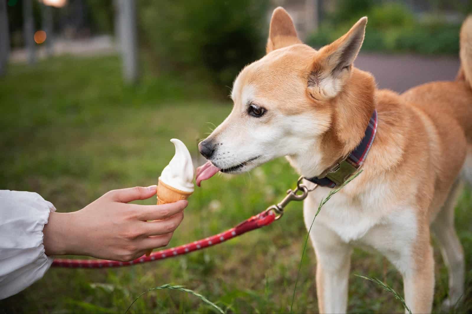 Dog enjoying ice cream outdoors with owner.