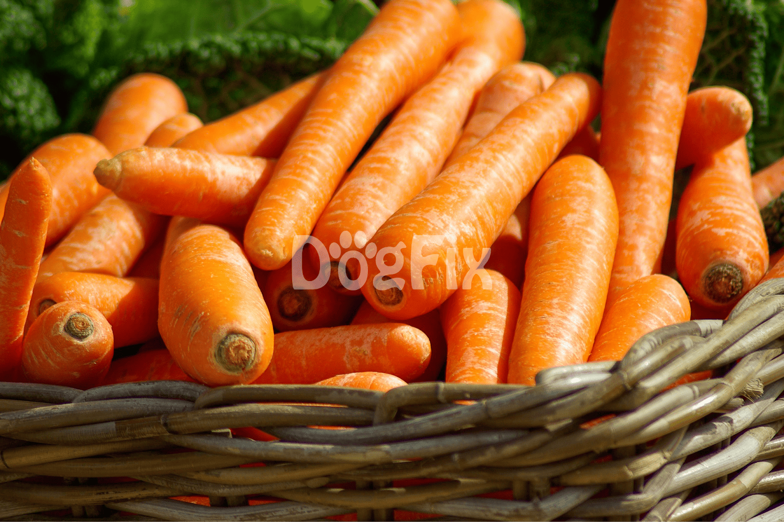 Healthy carrots for dog nutrition and treats.
