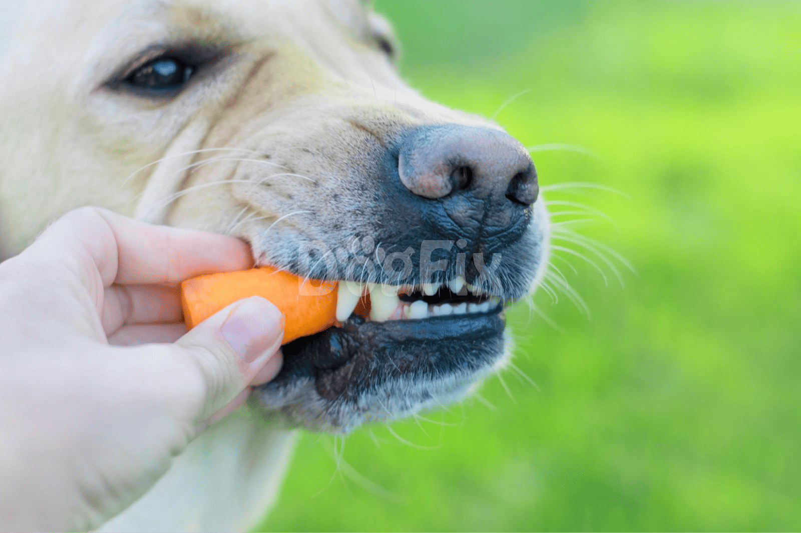 Happy dog enjoying a healthy carrot snack, promoting dog health and nutrition.