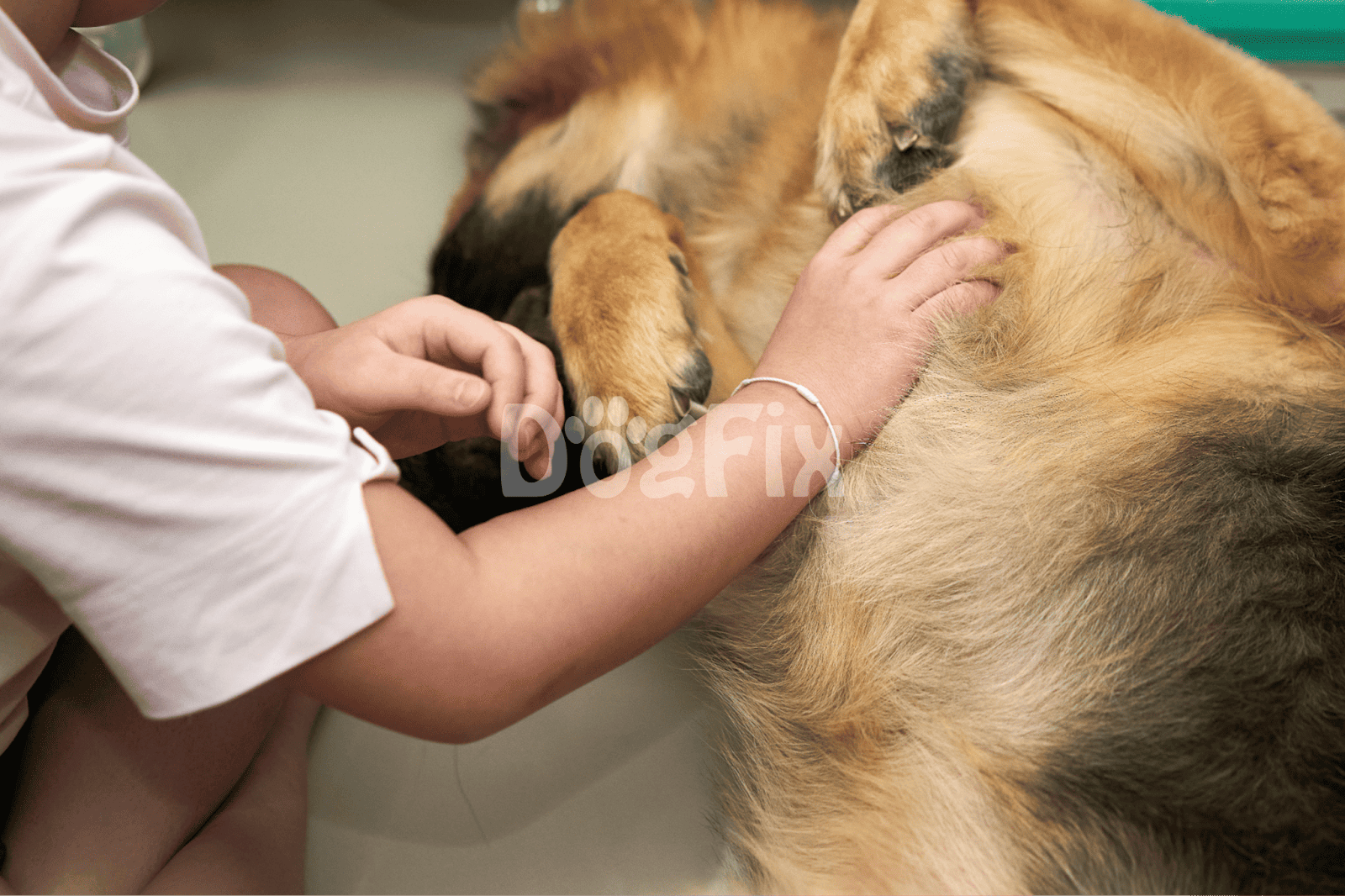 Close-up of a veterinarian examining a large dog on the table for health assessment.