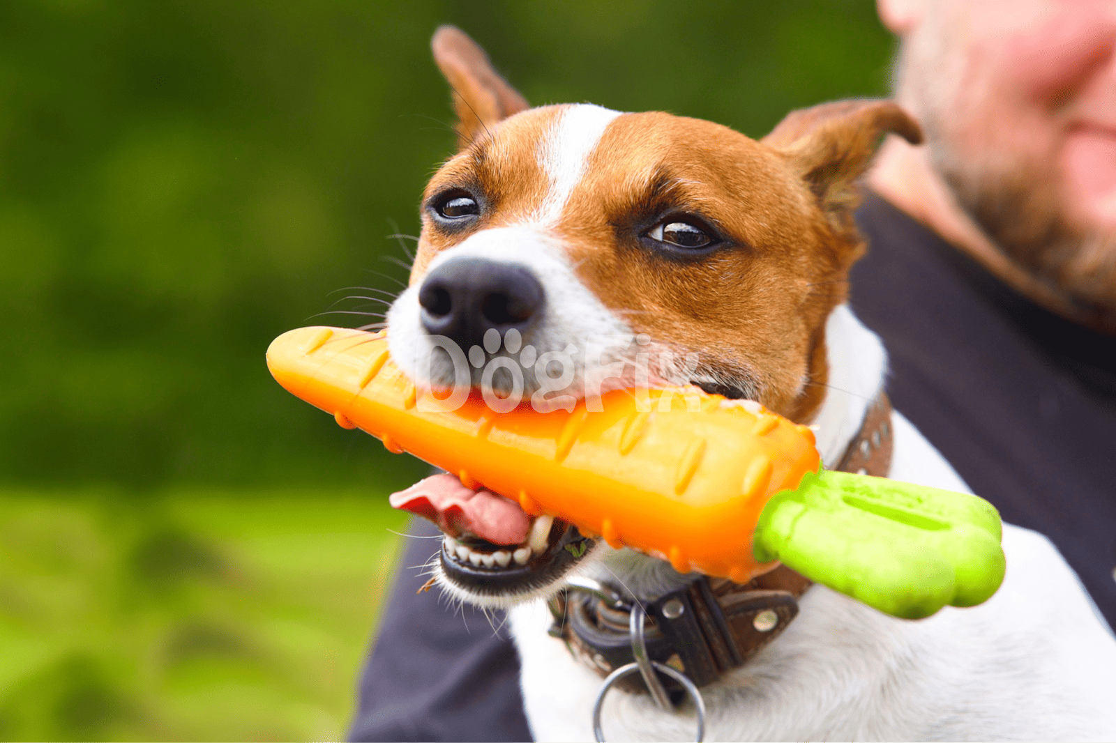 Dog playing outdoors with a colorful chew toy.