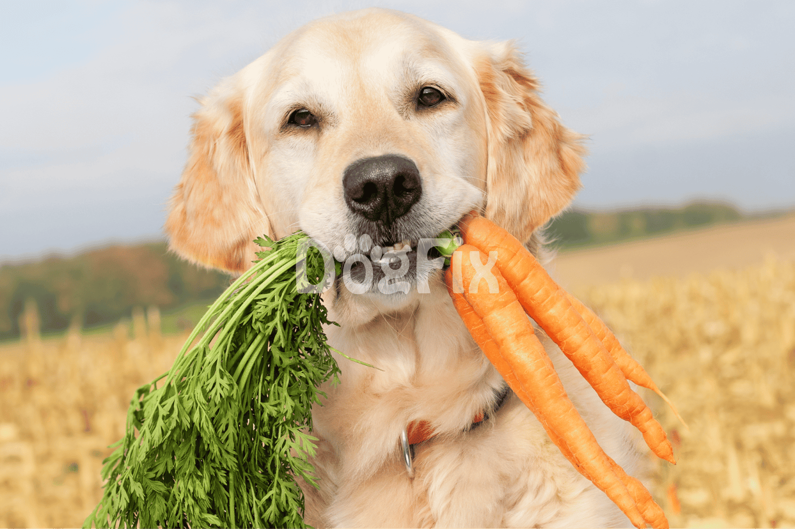 Cute dog with fresh carrots and greens in a field, promoting healthy pet treats and nutrition.