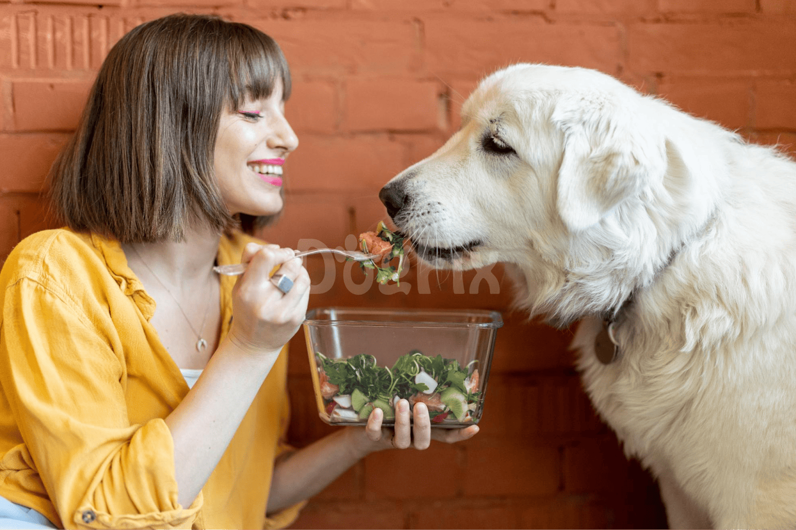 Healthy dog meal, woman feeding and caring for dog, pet nutrition, human-dog bond.