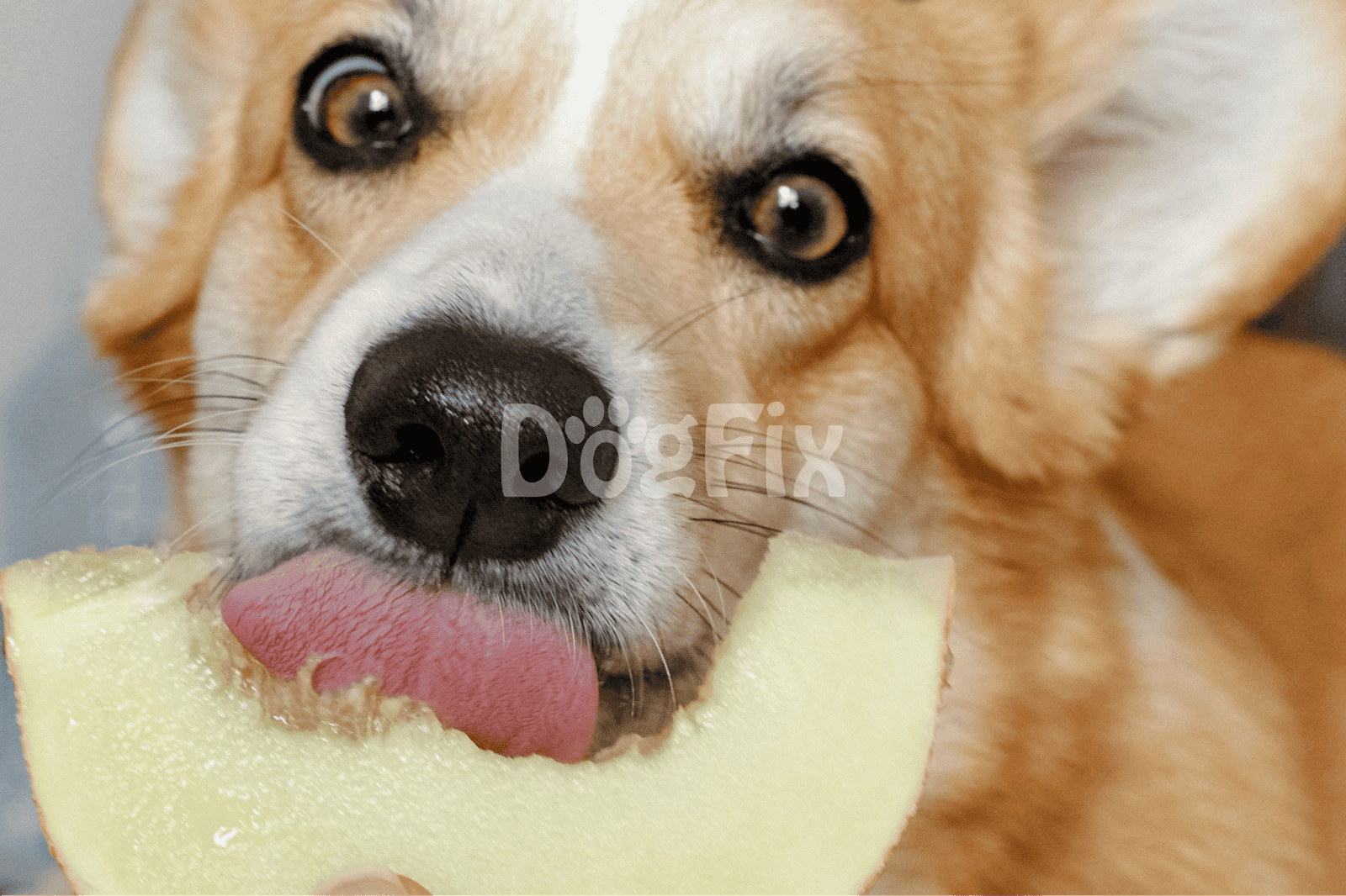 Dog with melon slice in mouth, adorable pet enjoying a healthy snack.