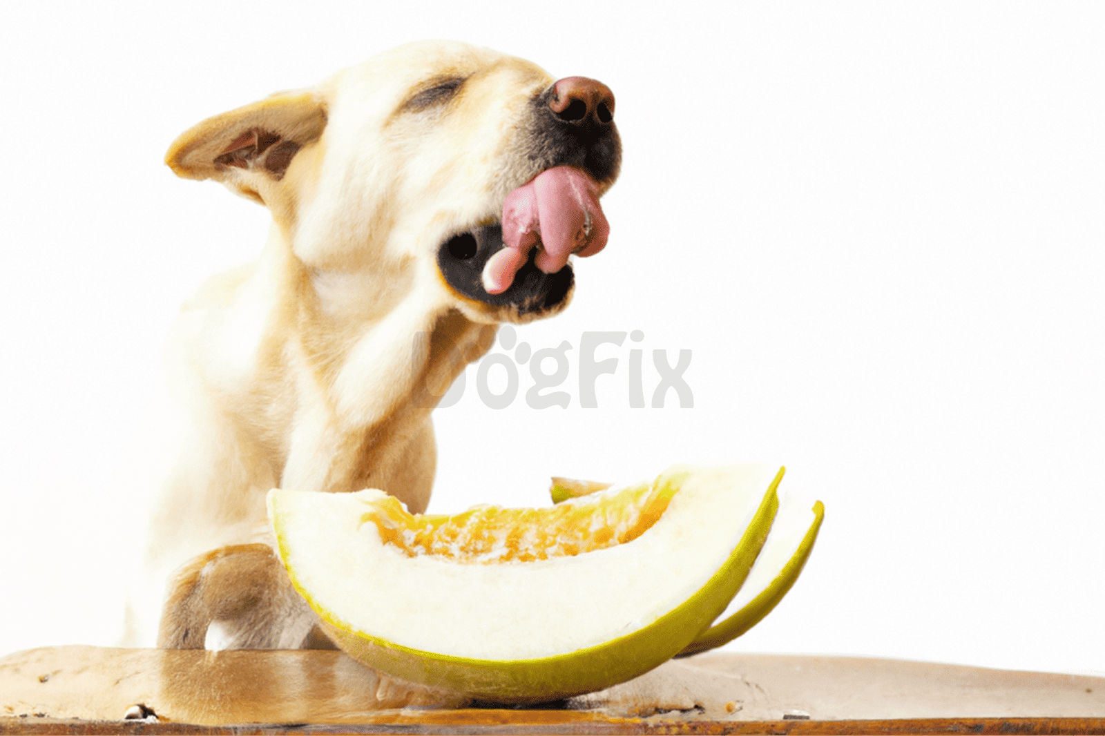 Dog enjoying a juicy melon slice for hydration and refreshment.