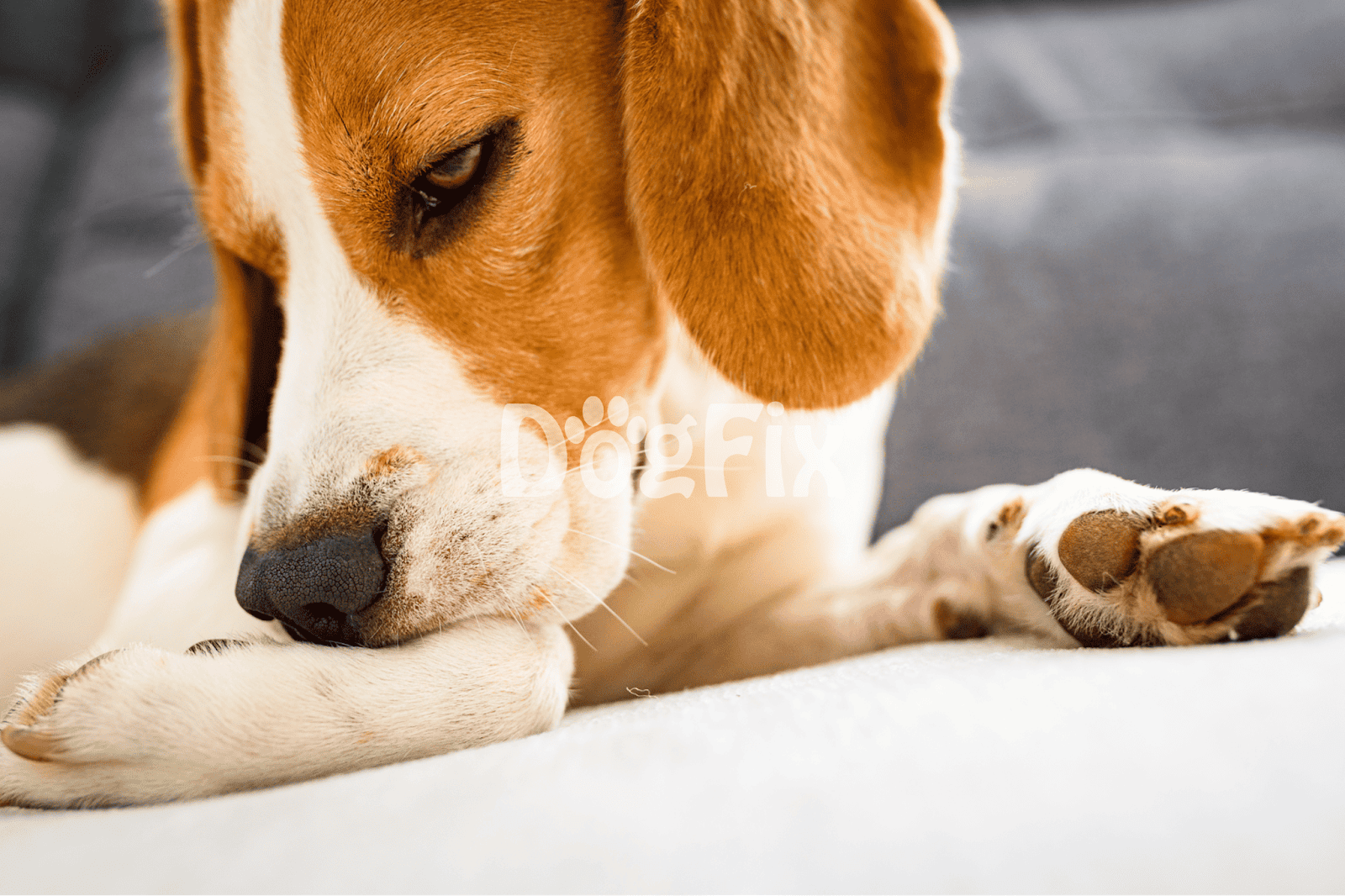 Cute brown and white beagle resting peacefully indoors.