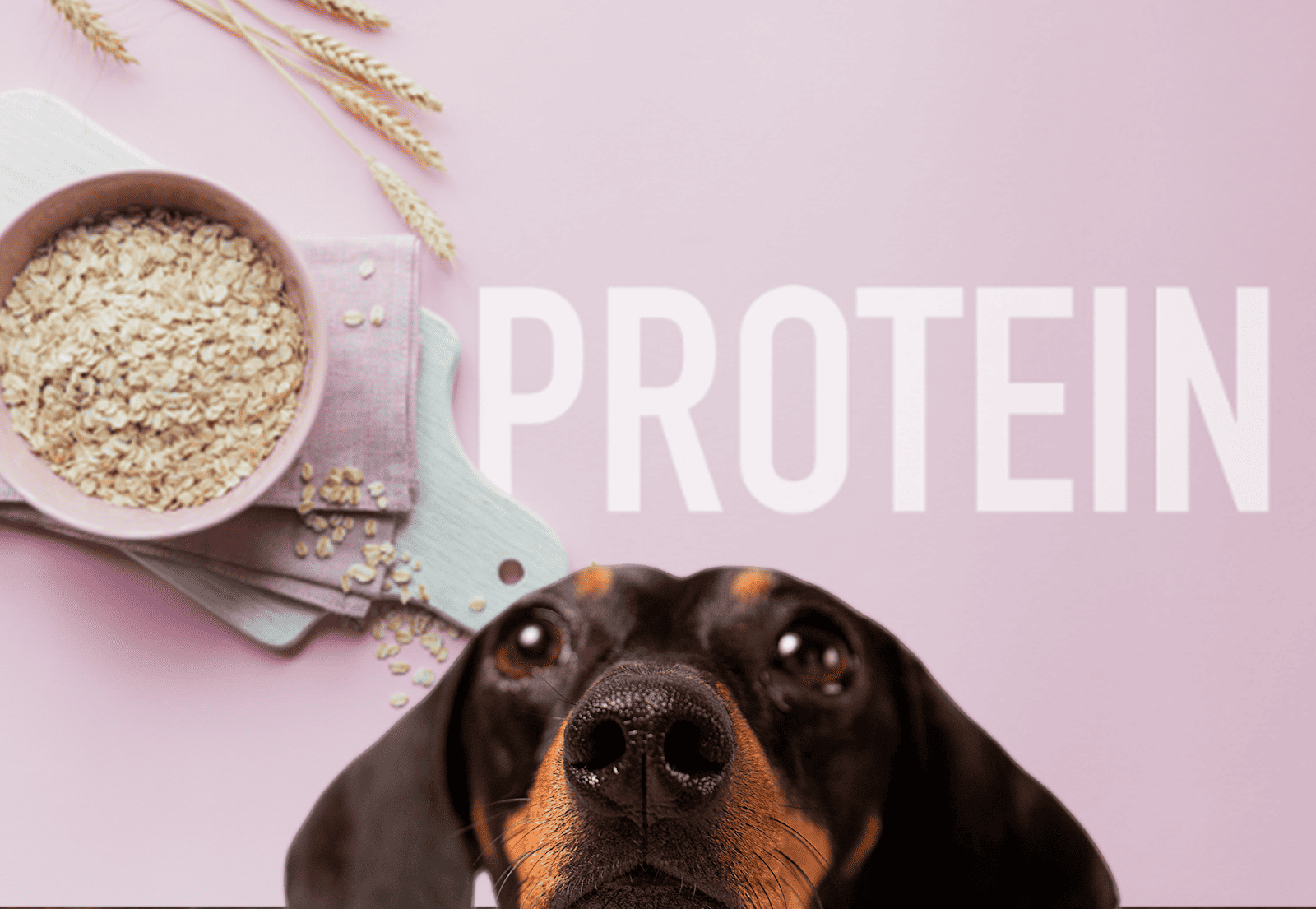 Dog with shiny coat and bright eyes looking upward, promoting high-protein dog food benefits.