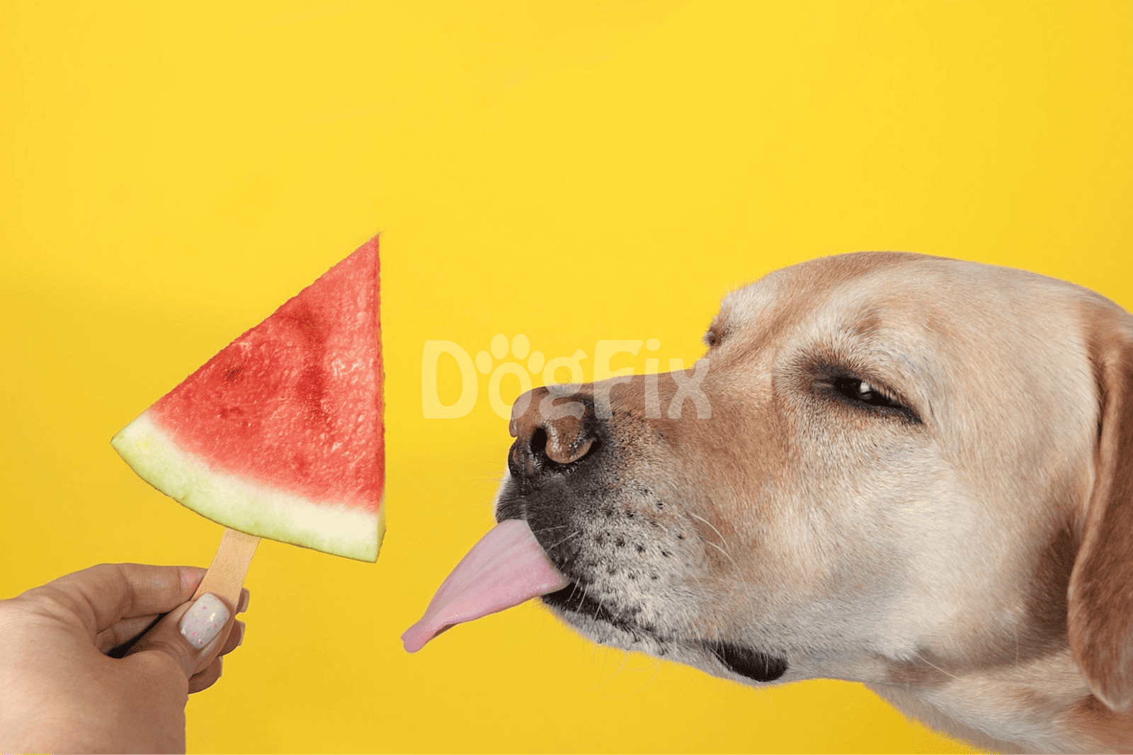 Dog licking watermelon ice cream on yellow backdrop, healthy summer snack for dogs.