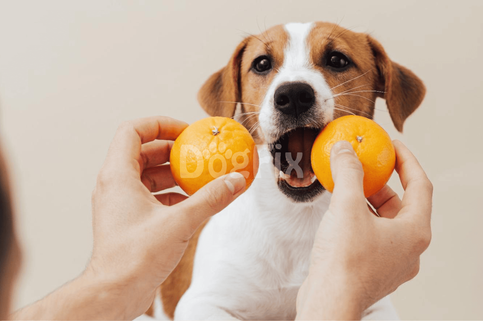 Dog holding oranges in mouth, playful dog photos for pet lovers, fun pet images.