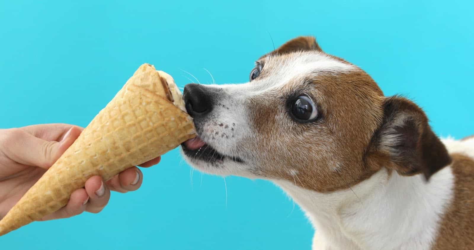 Cute puppy licking ice cream cone against blue background.