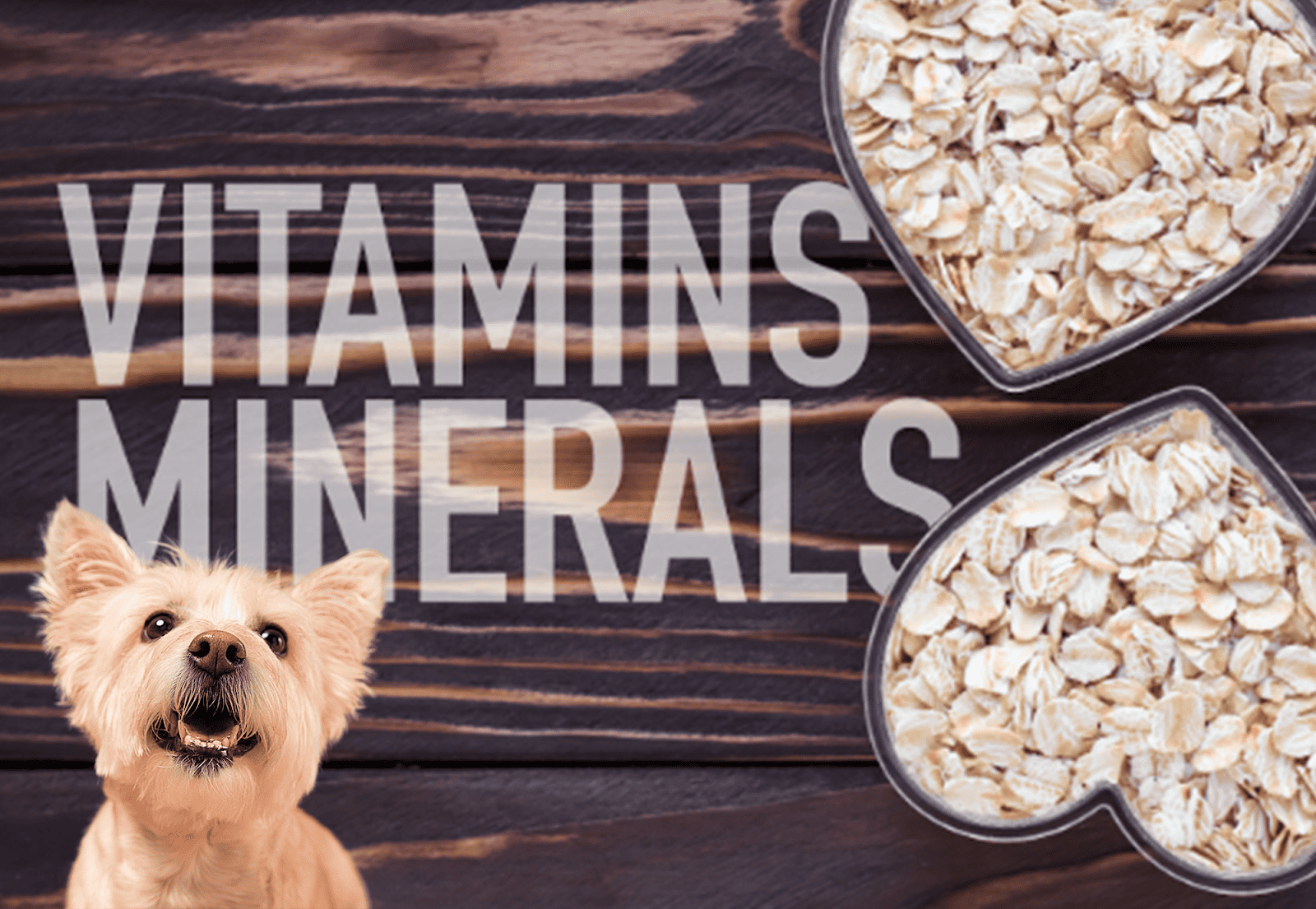 High-quality oats as a nutritious dog treat.