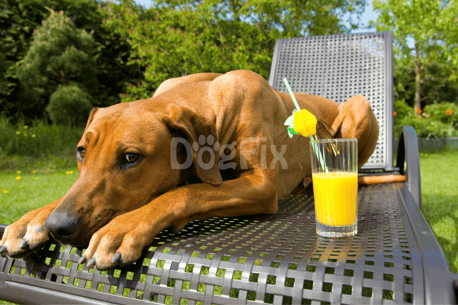 Outdoor dog relaxing with a glass of fresh orange juice on garden bench.