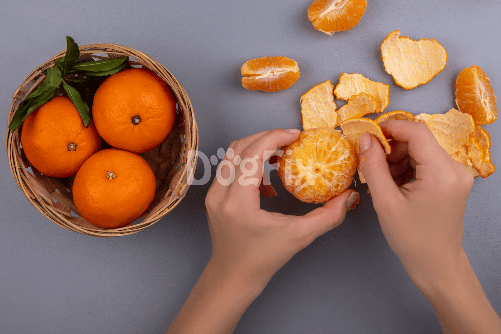Fresh oranges being peeled, suitable for healthy dog treats.