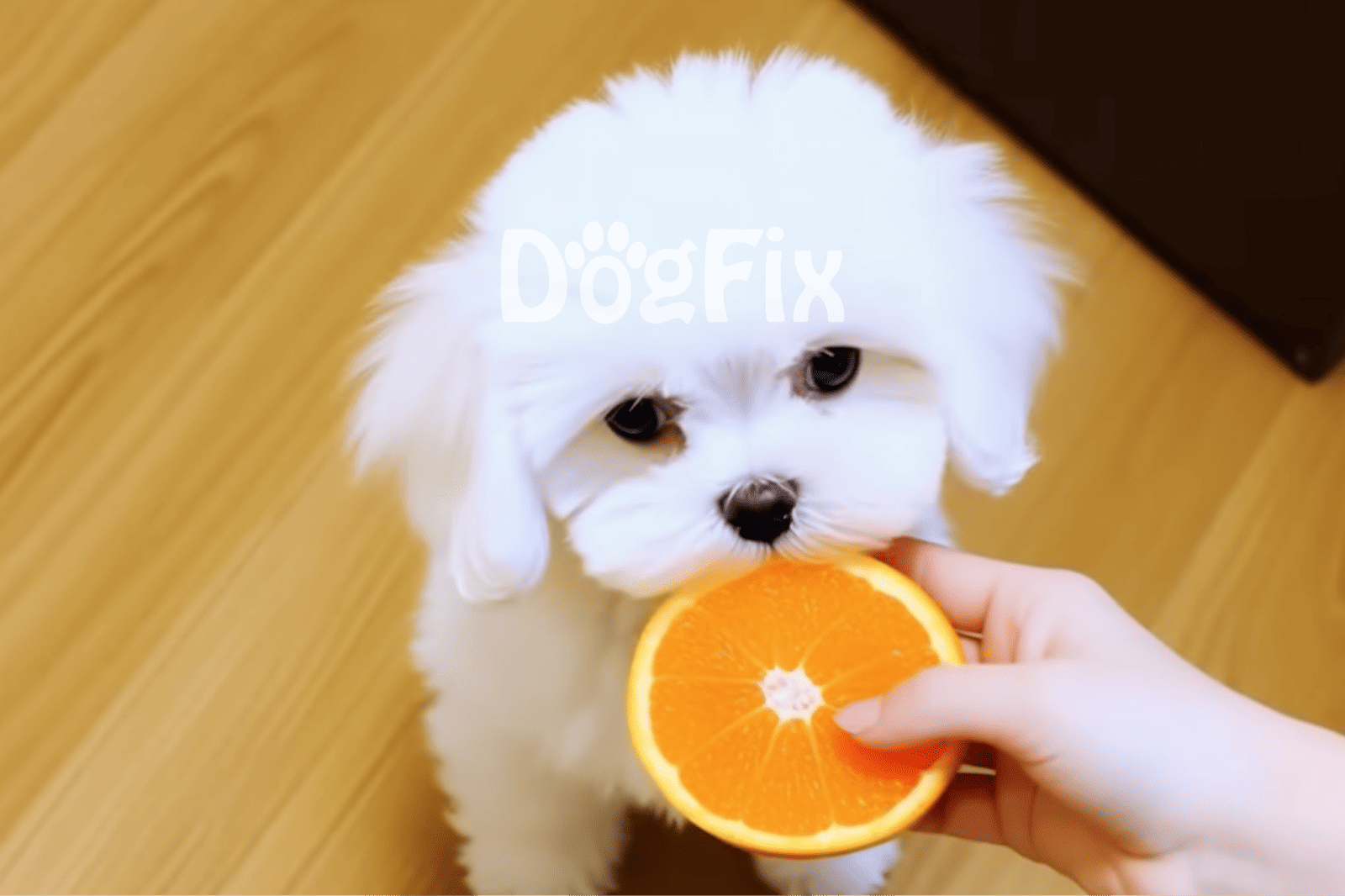 Adorable white puppy enjoying a fresh orange slice, perfect for pet health and vitamin boost.