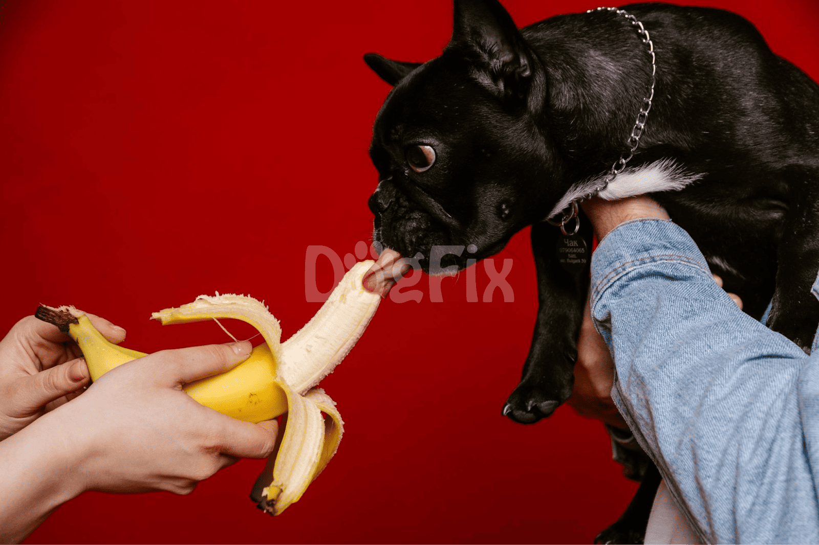 Funny bulldog tugging banana peel toy, playful pet behavior, dog fun and training, pet toys, dog-friendly activities.